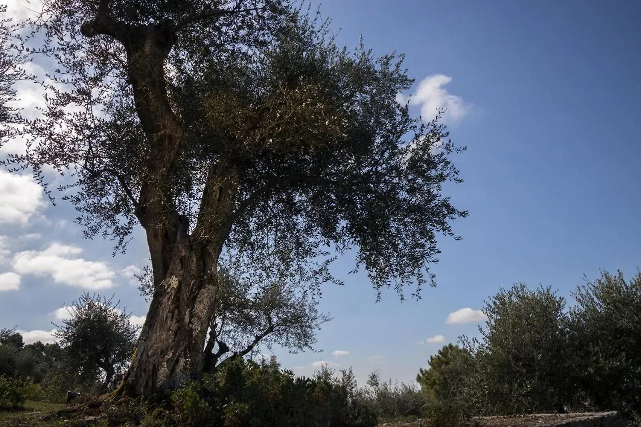 Mom'S Villa Bed & Breakfast Pietrasanta