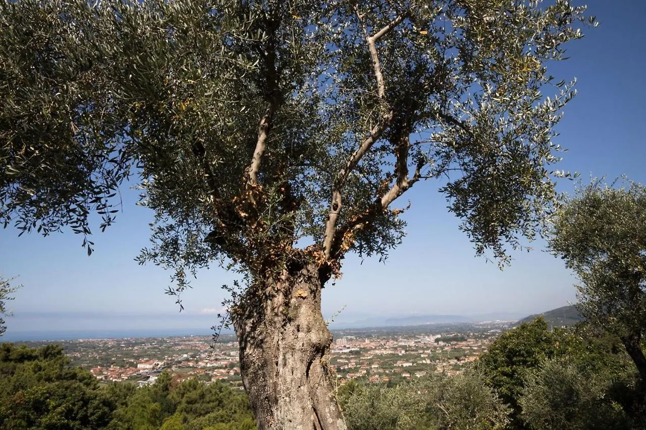 Mom'S Villa Bed & Breakfast Pietrasanta